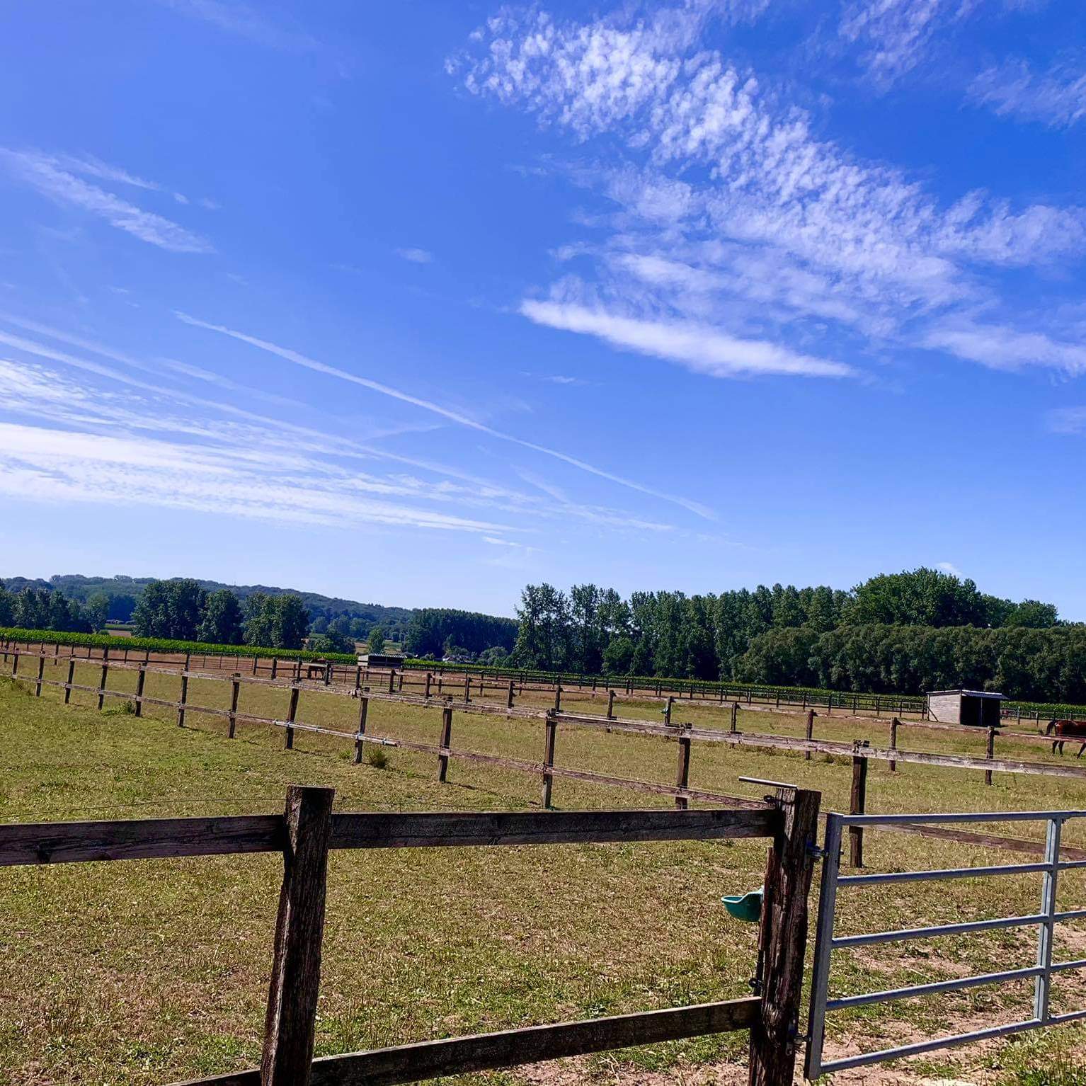 Pensionstal Vreckom weidegang