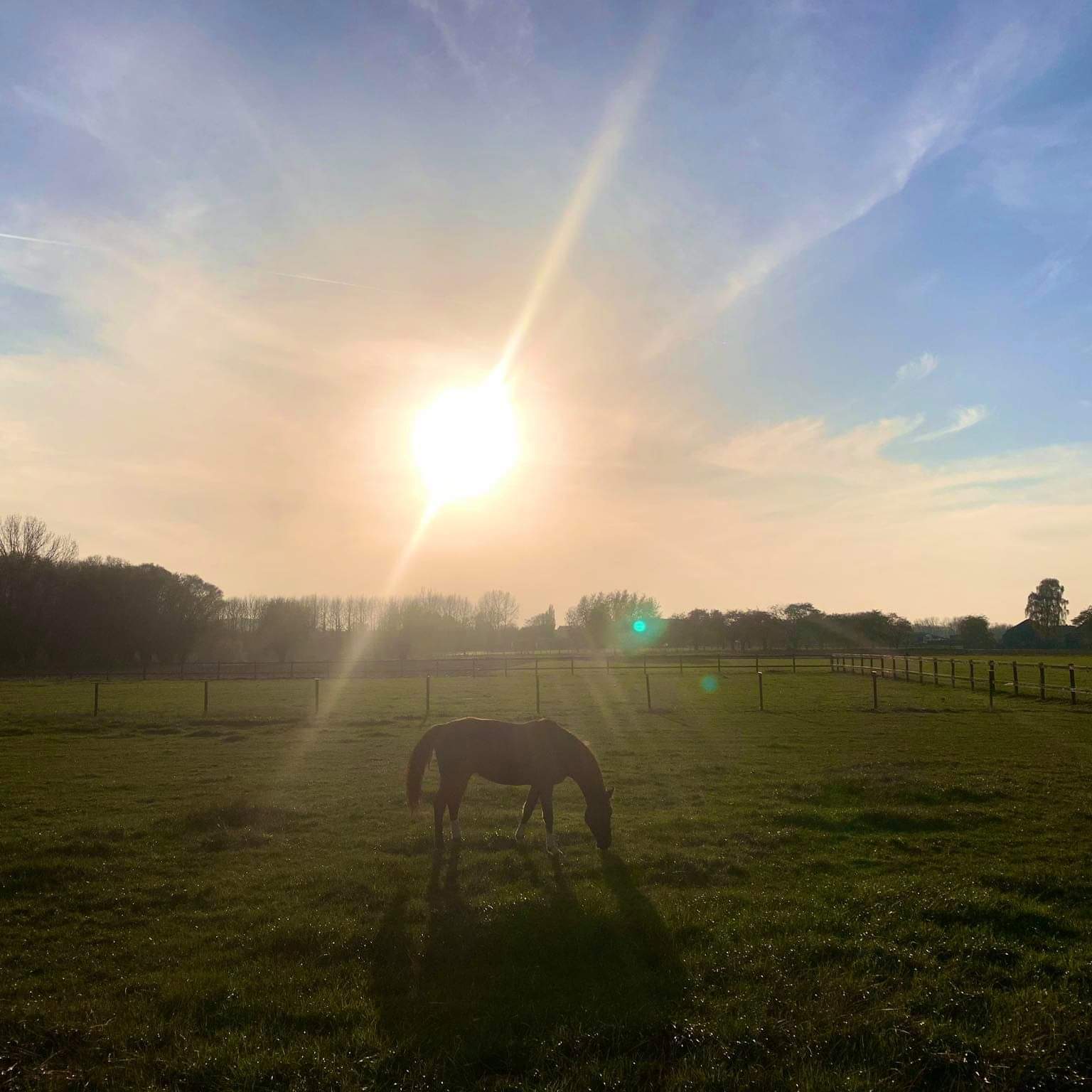 Pensionstal Vreckom weidegang
