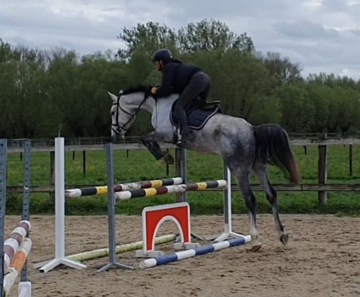 Habika vd Catwoodstables Z